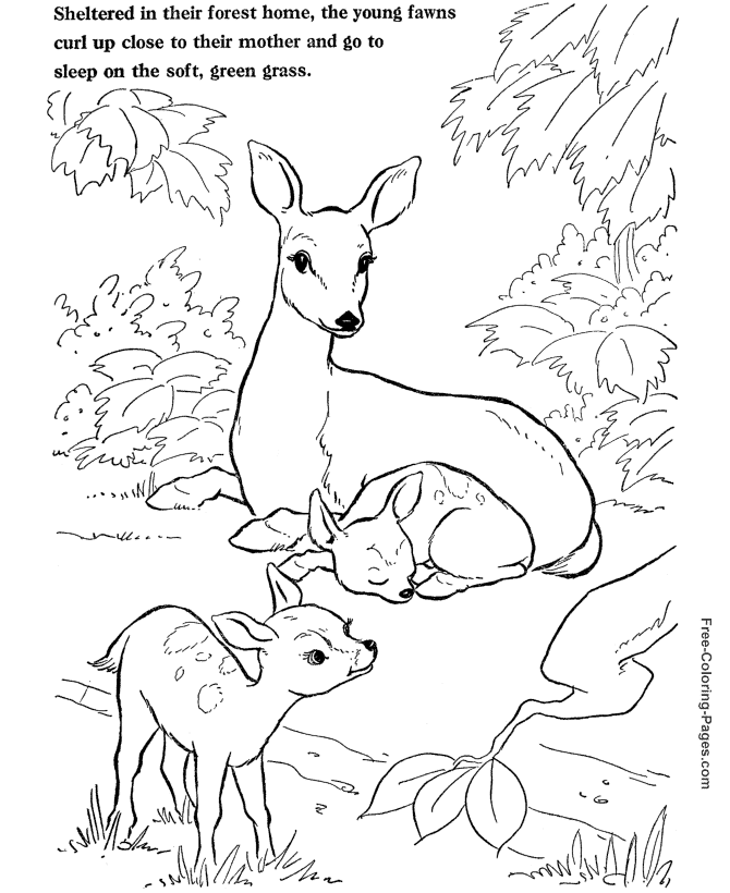 Animal coloring pages - Deer
