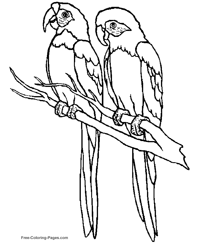 Bird coloring pages - Parrot
