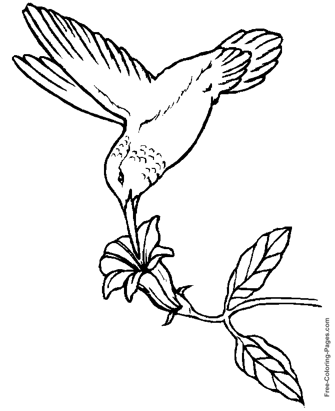 Birds coloring pages - Hummingbird