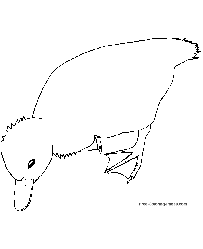 Bird coloring page - Duck