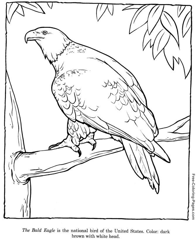 National bird bald eagle coloring page