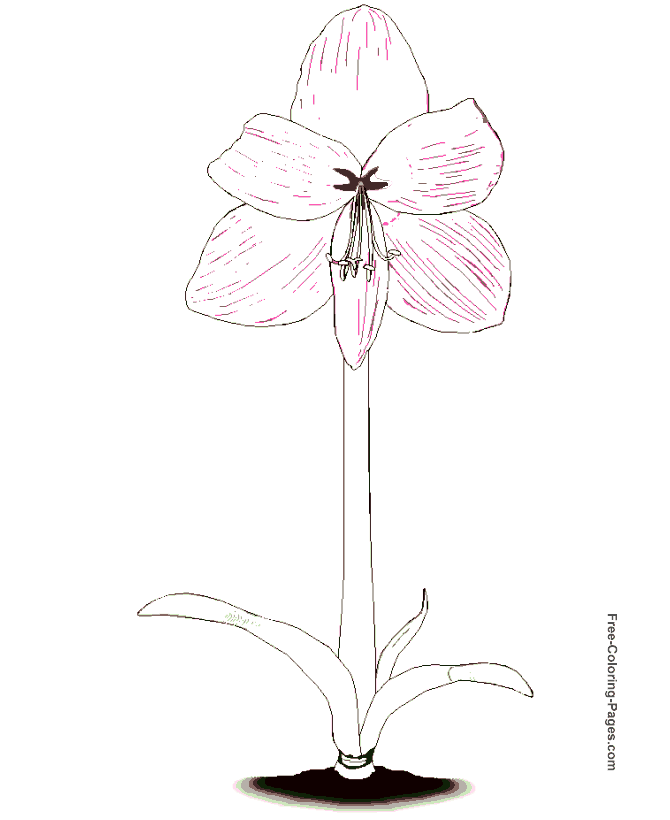 Flower coloring book pages
