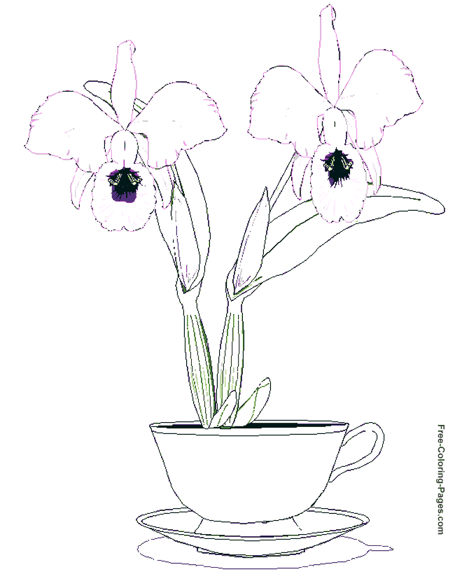 Flower coloring pages - Orchid