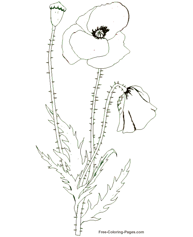 Flower coloring pages - Poppy